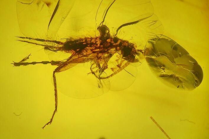 Detailed Fossil Cricket (Orthoptera) In Baltic Amber #183560